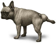 Random Image